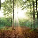 Free sunlight forest image