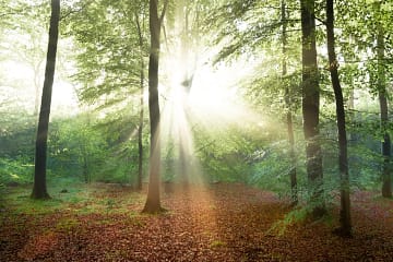 Free sunlight forest image